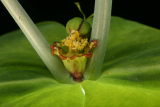Euphorbia lathyris RCP5-10 191.jpg